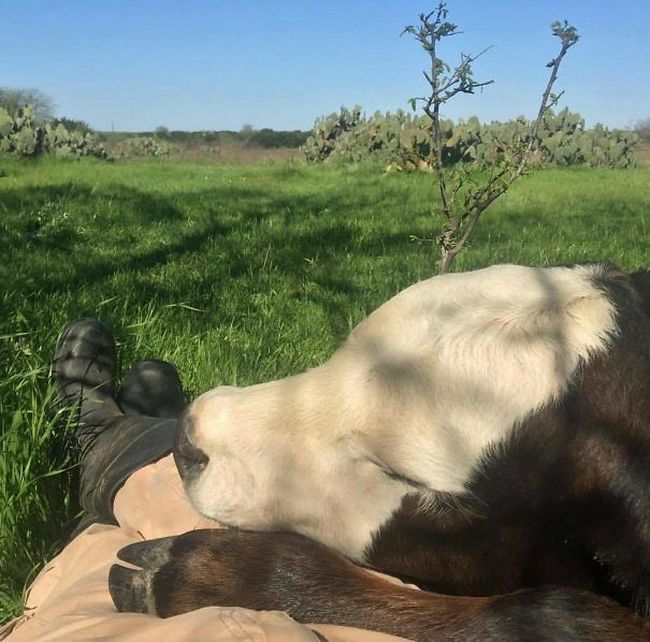 aumento-da-produtividade-no-manejo-de-vacas-leiteiras-com-carinho