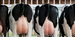 avaliacao-de-score-corporal-em-vacas-leiteiras