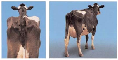 como-avaliar-o-escore-corporal-de-vacas-leiteiras