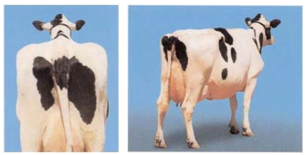 como-avaliar-o-escore-corporal-de-vacas-leiteiras