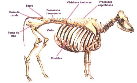 como-avaliar-o-escore-corporal-de-vacas-leiteiras