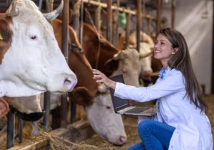 causas-de-aborto-veterinario-vaca-01