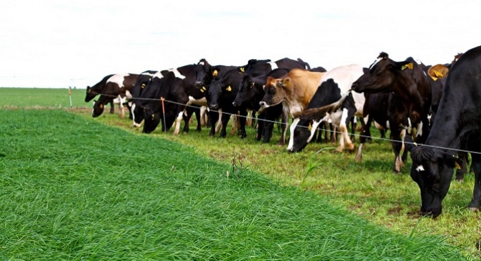 piqueteamento-como-potencializar-o-aproveitamento-do-meu-pasto-dividindo-as-areas-da-minha-pastagem-em-piquetes