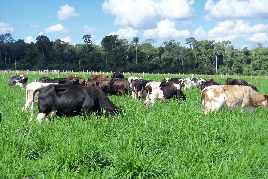 piqueteamento-como-potencializar-o-aproveitamento-do-meu-pasto-dividindo-as-areas-da-minha-pastagem-em-piquetes