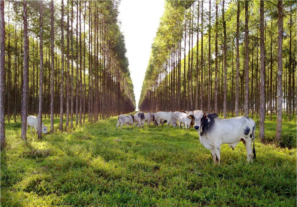 como-o-consorcio-de-milho-e-forrageiras-perenes-pode-transformar-os-resultados-da-pecuaria-de-corte-e-leite