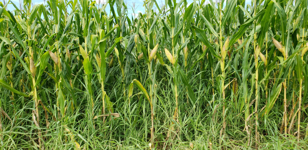 como-o-consorcio-de-milho-e-forrageiras-perenes-pode-transformar-os-resultados-da-pecuaria-de-corte-e-leite