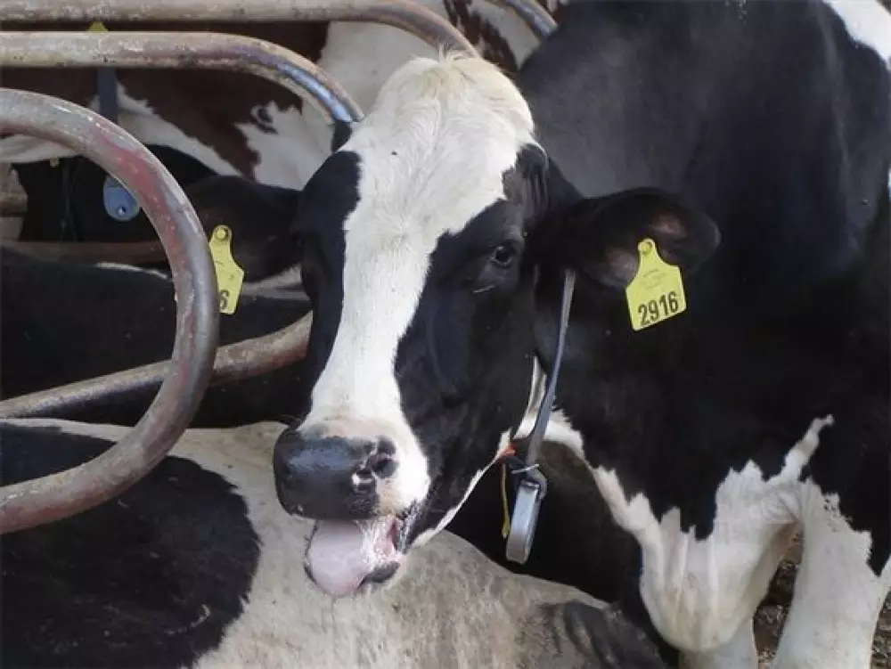 como-o-estresse-impacta-a-saude-e-a-produtividade-dos-bovinos-na-pecuaria