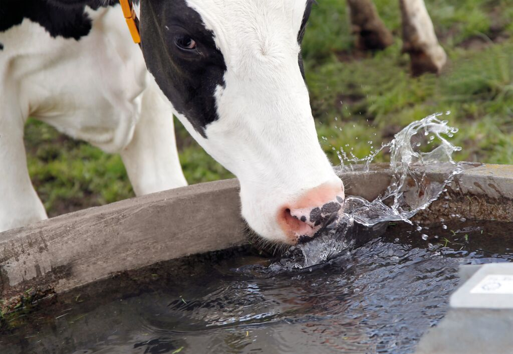 como-o-estresse-impacta-a-saude-e-a-produtividade-dos-bovinos-na-pecuaria