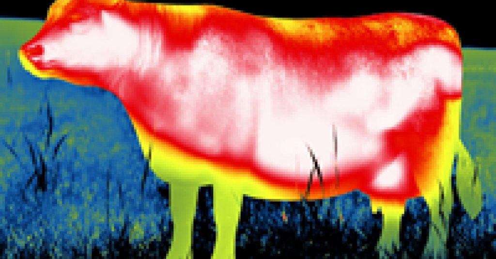 como-o-estresse-impacta-a-saude-e-a-produtividade-dos-bovinos-na-pecuaria