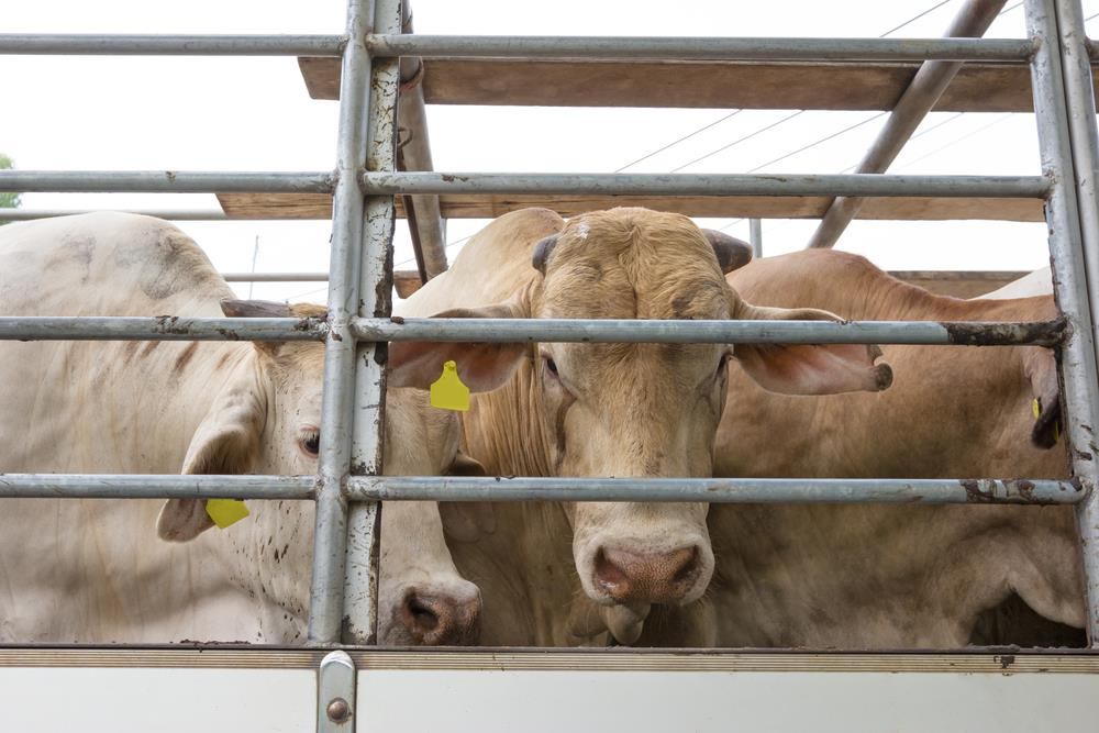 como-o-estresse-impacta-a-saude-e-a-produtividade-dos-bovinos-na-pecuaria