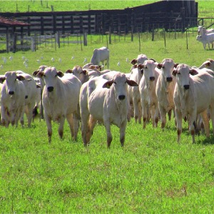 como-o-estresse-impacta-a-saude-e-a-produtividade-dos-bovinos-na-pecuaria