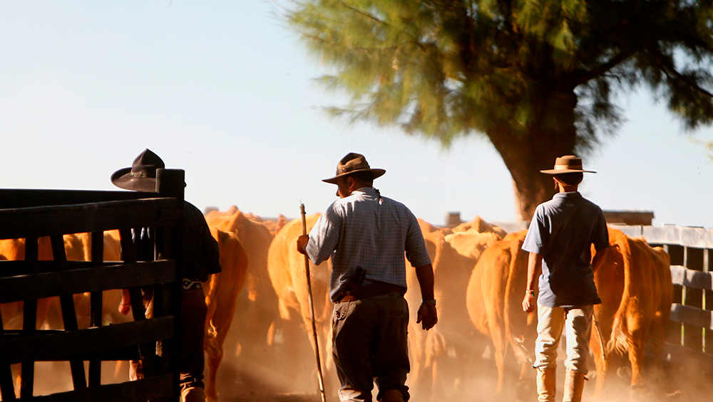 como-o-estresse-impacta-a-saude-e-a-produtividade-dos-bovinos-na-pecuaria