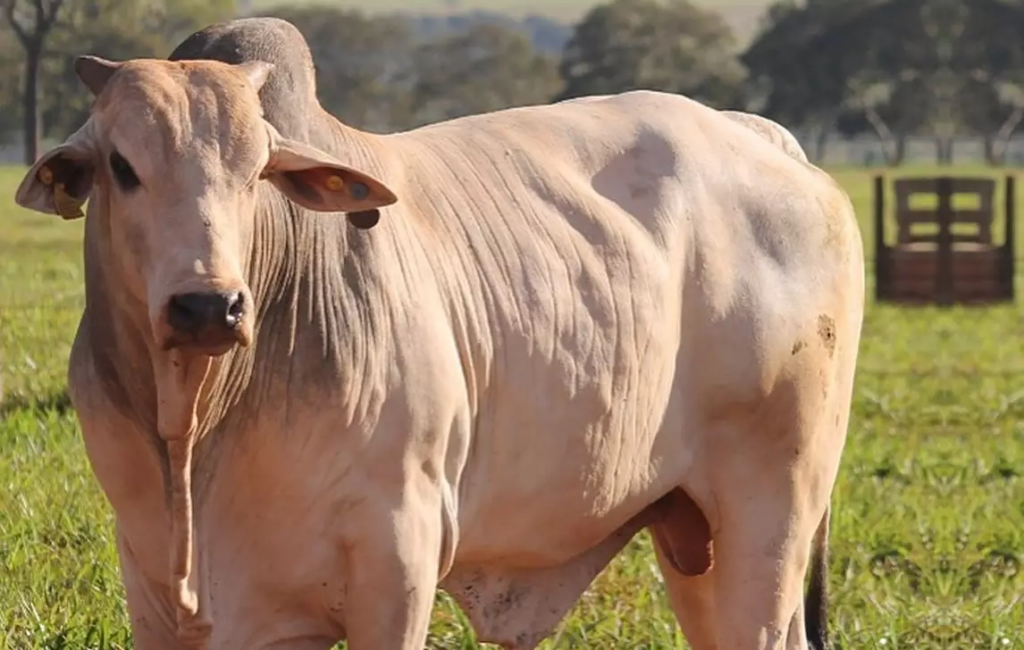 como-o-produtor-de-gado-de-corte-pode-ampliar-sua-produtividade-e-qualidade-de-carne