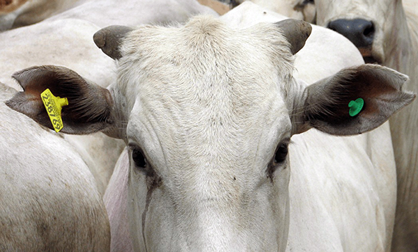 como-a-rastreabilidade-bovina-impulsiona-o-mercado-de-exportacao-de-carne-bovina-do-brasil