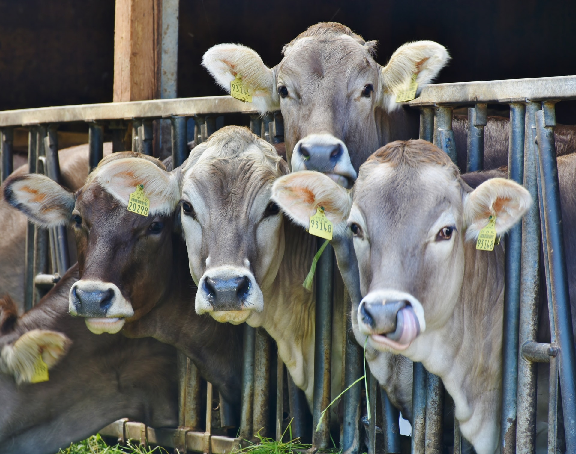 como-a-rastreabilidade-bovina-impulsiona-o-mercado-de-exportacao-de-carne-bovina-do-brasil