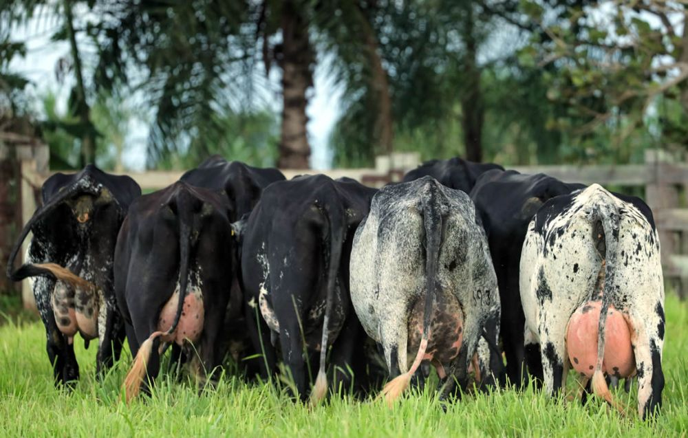 como-prevenir-a-cetose-em-vacas-de-lactacao-uma-solucao-eficaz-e-possivel