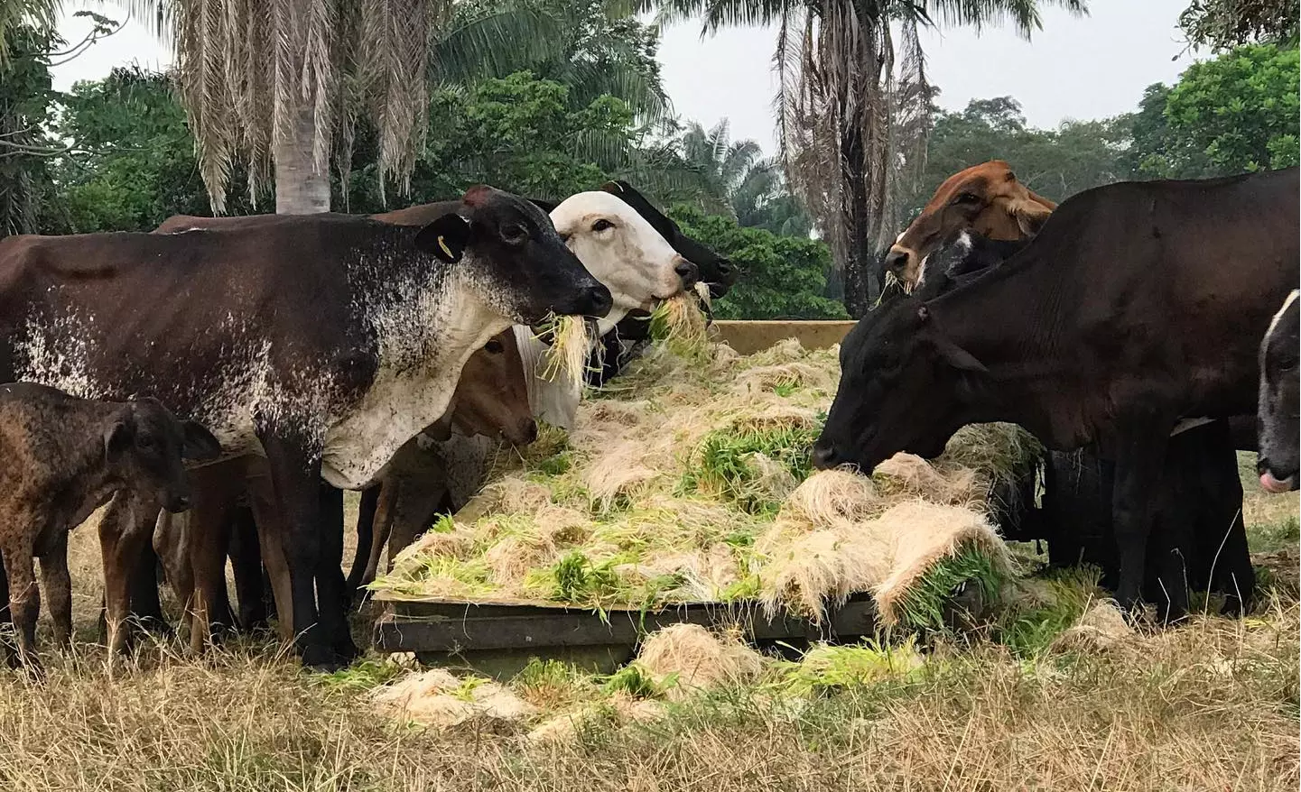 revolucionando-a-alimentacao-de-vacas-leiteiras-o-potencial-do-milho-hidroponico