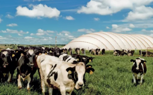 Biodigestores-de-dejetos-animais-em-propriedades-rurais-uma-revolução-sustentável