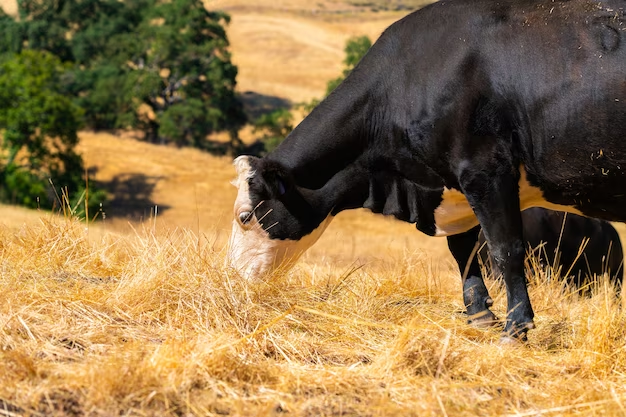 como-garantir-a-produtividade-forrageira-para-enfrentar-o-periodo-de-seca-e-nao-deixar-faltar-alimento-para-seus-animais