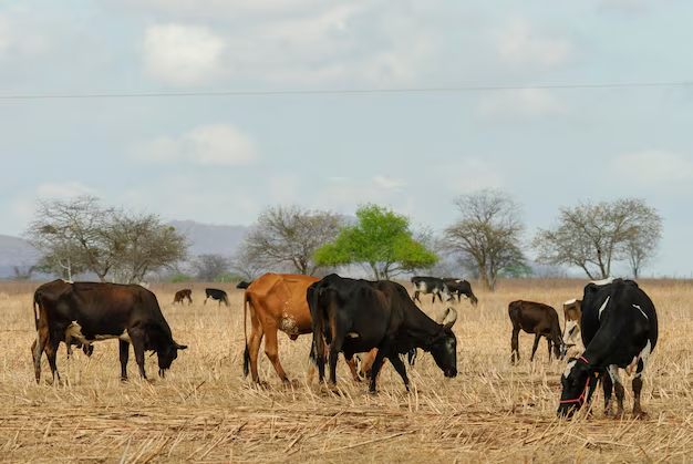 como-garantir-a-produtividade-forrageira-para-enfrentar-o-periodo-de-seca-e-nao-deixar-faltar-alimento-para-seus-animais