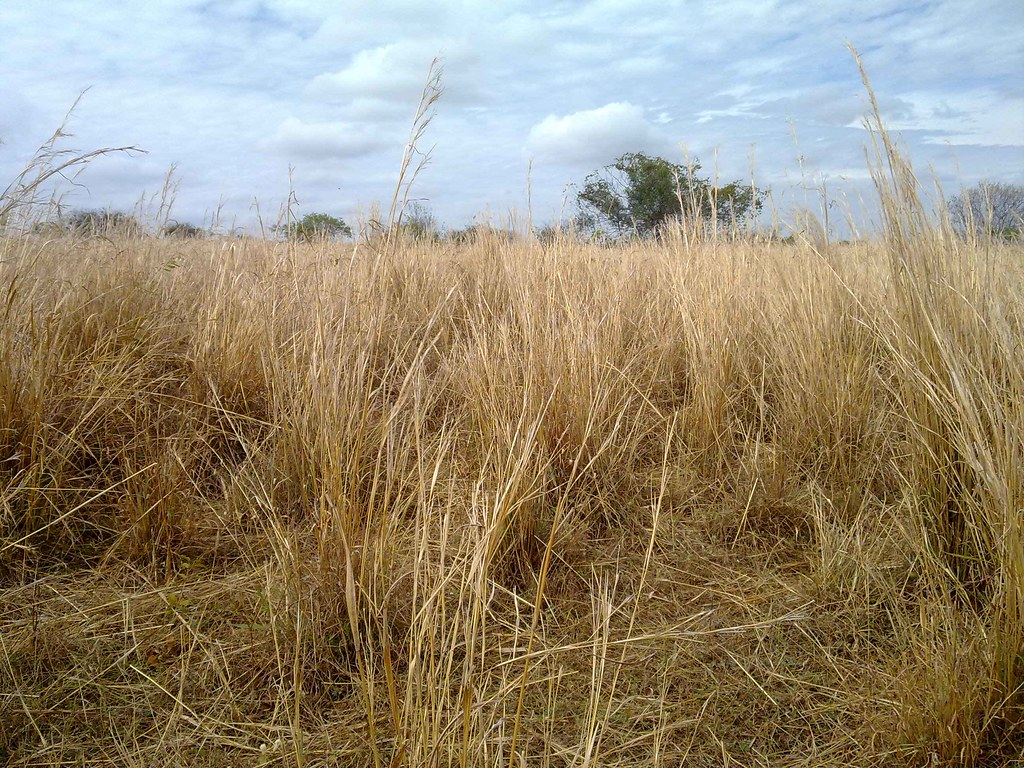 como-garantir-a-produtividade-forrageira-para-enfrentar-o-periodo-de-seca-e-nao-deixar-faltar-alimento-para-seus-animais