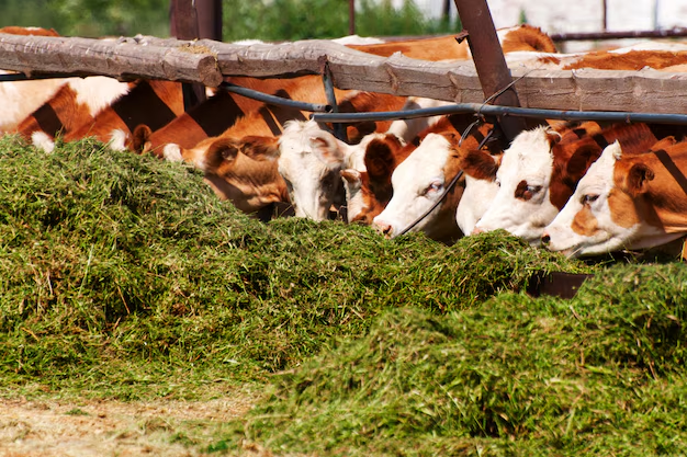 como-garantir-a-produtividade-forrageira-para-enfrentar-o-periodo-de-seca-e-nao-deixar-faltar-alimento-para-seus-animais