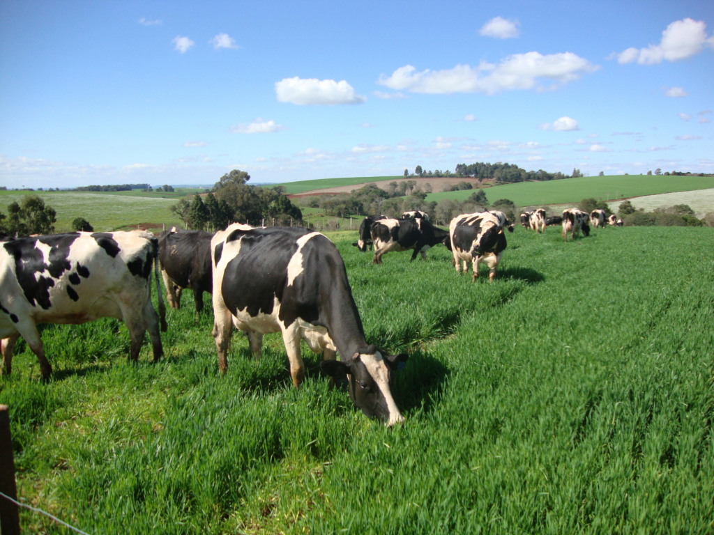 como-garantir-a-produtividade-forrageira-para-enfrentar-o-periodo-de-seca-e-nao-deixar-faltar-alimento-para-seus-animais