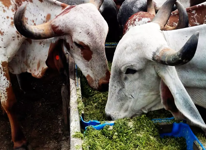 como-potencializar-a-producao-de-silagem-de-capiacu-e-sorgo-para-vacas-leiteiras