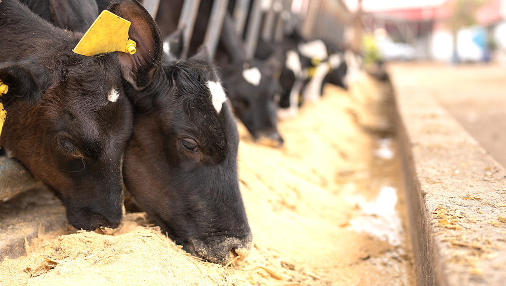 micotoxinas-em-bovinos-desafios-impactos-e-estrategias-de-controle-na-pecuaria