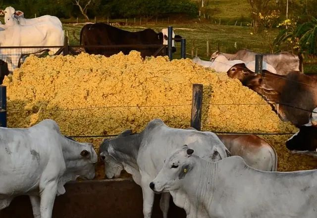 opcoes-alimentares-economicas-para-vacas-e-touros-maximizando-a-nutricao-com-baixo-custo