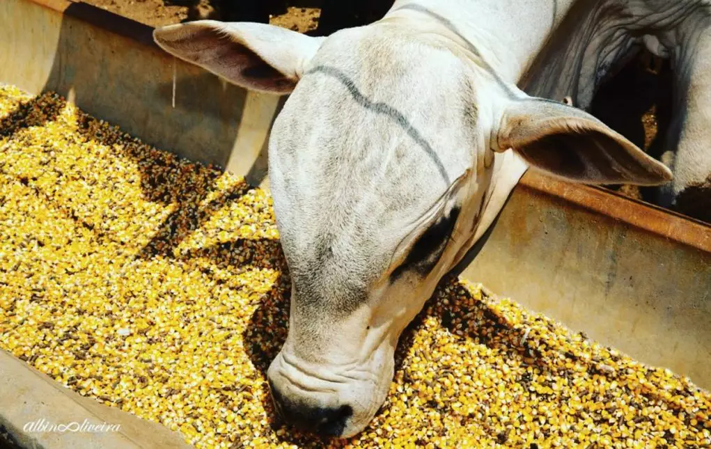 a-importancia-da-adaptacao-na-transicao-para-uma-nova-dieta-de-bovinos