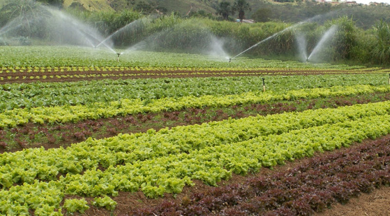 a-importancia-do-uso-de-fertilizantes-no-cultivo-de-hortalicas