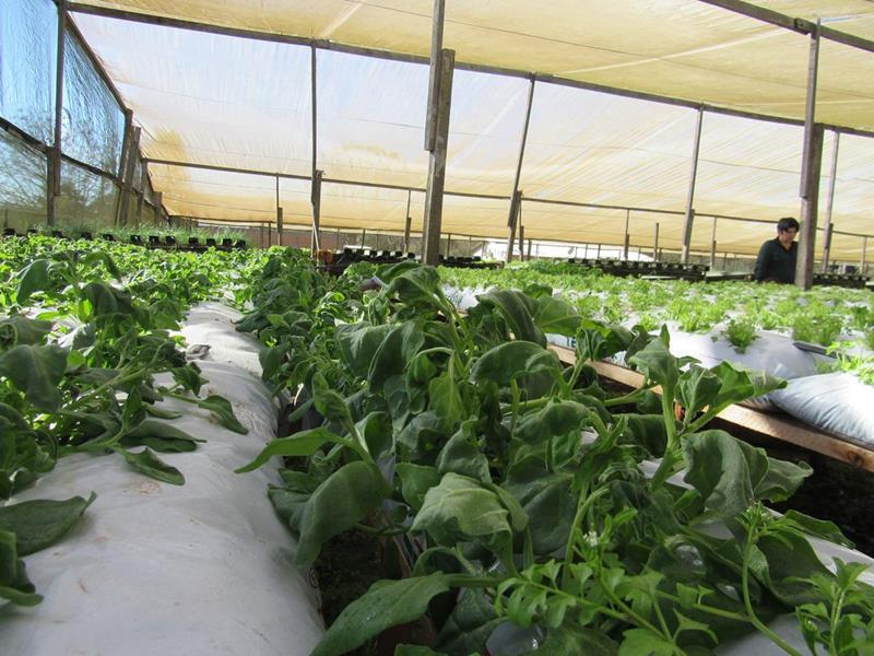 a-importancia-do-uso-de-fertilizantes-no-cultivo-de-hortalicas