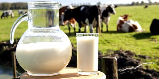 estrategias-nutricionais-para-maximizar-os-componentes-do-leite-gordura-e-proteina