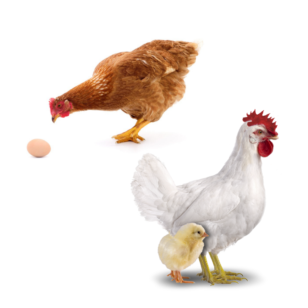 quais-as-diferencas-entre-galinhas-poedeiras-e-galinhas-matrizes-entenda-o-papel-de-cada-uma-na-avicultura