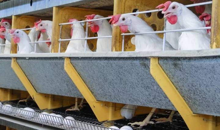 quais-as-diferencas-entre-galinhas-poedeiras-e-galinhas-matrizes-entenda-o-papel-de-cada-uma-na-avicultura