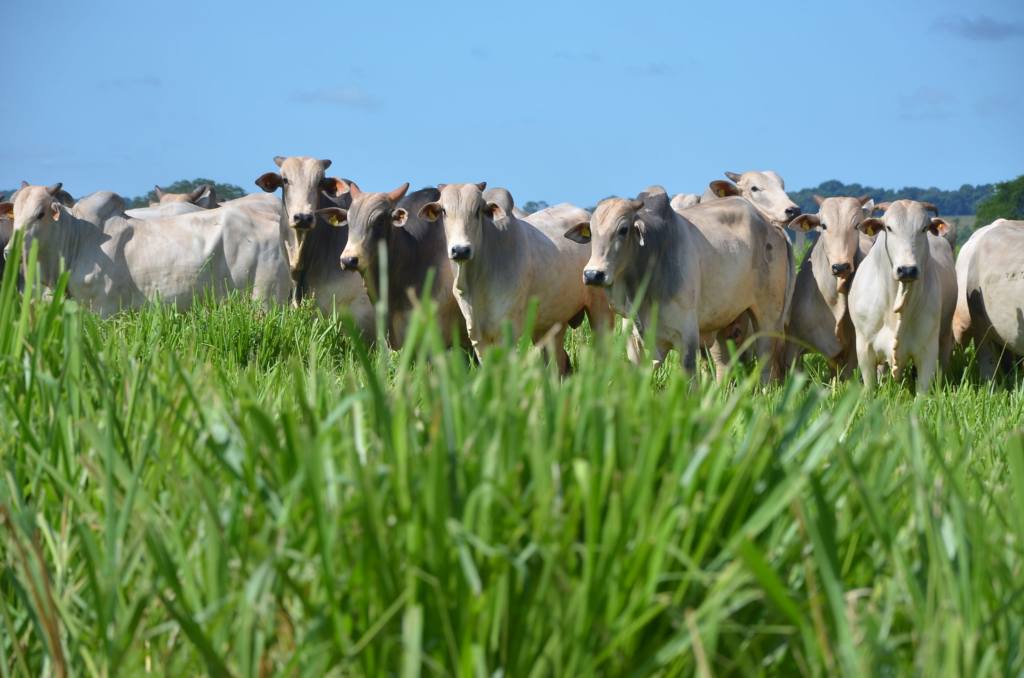 quais-os-desafios-na-prevencao-e-combate-a-parasitas-na-pecuaria