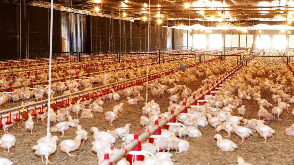 carne-de-frango-tem-hormonio