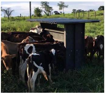 creep-fedding-cocho-para-alimentacao-de-bezerros-protecocho-polipropileno-ferragem-com-pintura-epoxi-01